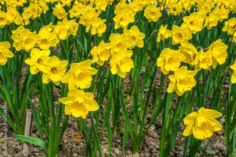 Obraz premium Daffodils