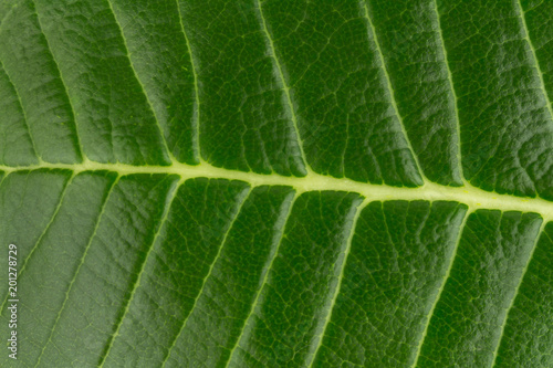 leaves. leaf. texture. background