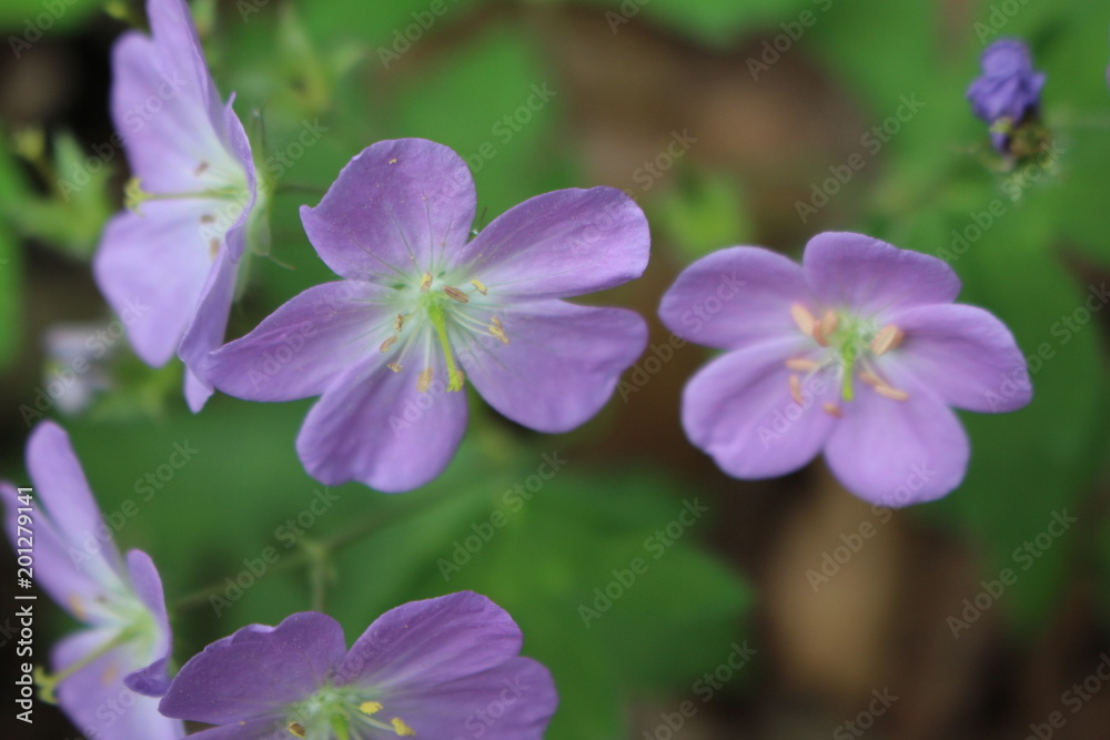 Purple Blossom Purple Blossom