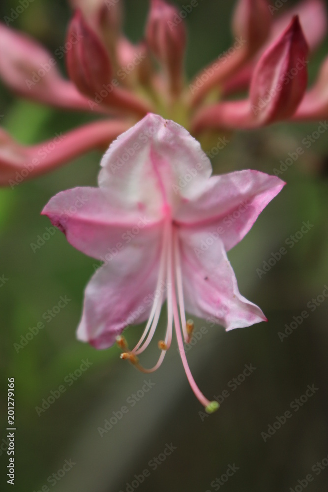 Pink Flower