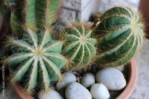 Beautiful cactus flowers in pot