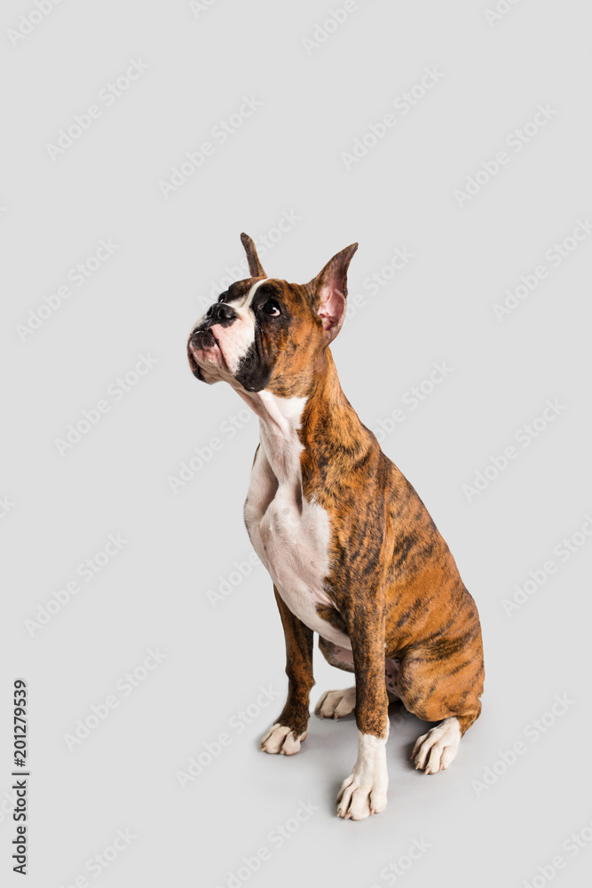 Boxer Dog with Cropped Ears