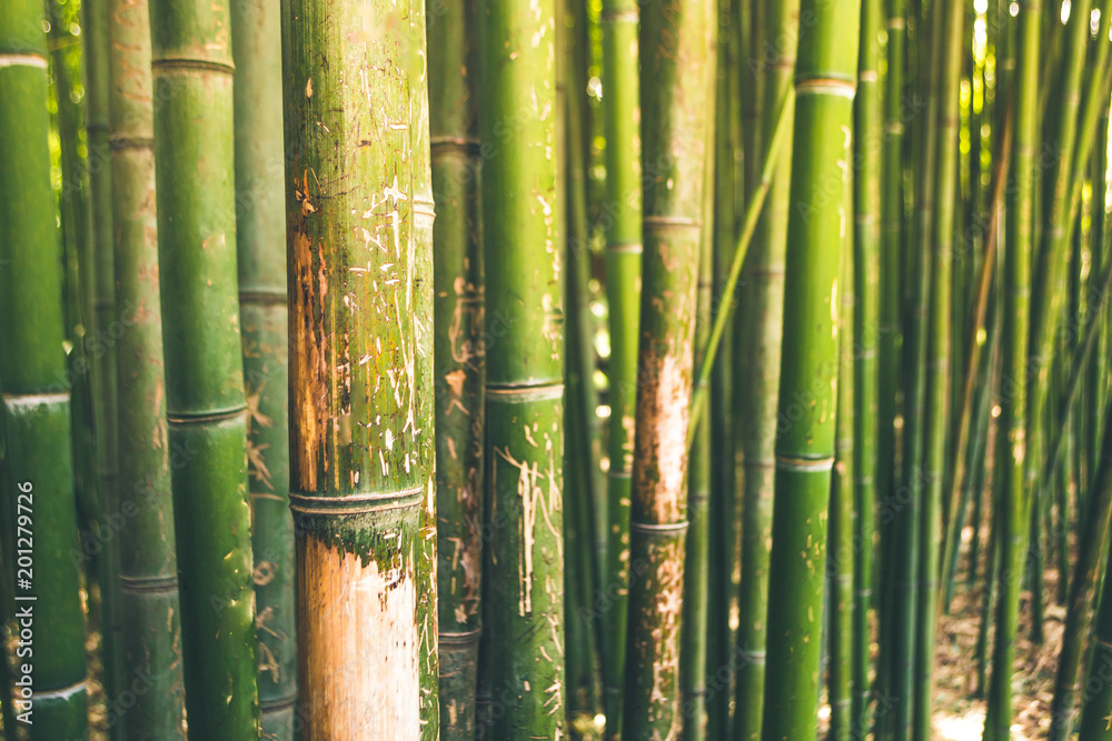 Fototapeta premium Bamboo