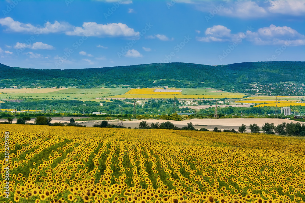 Sunflowers Field in Bulgaria