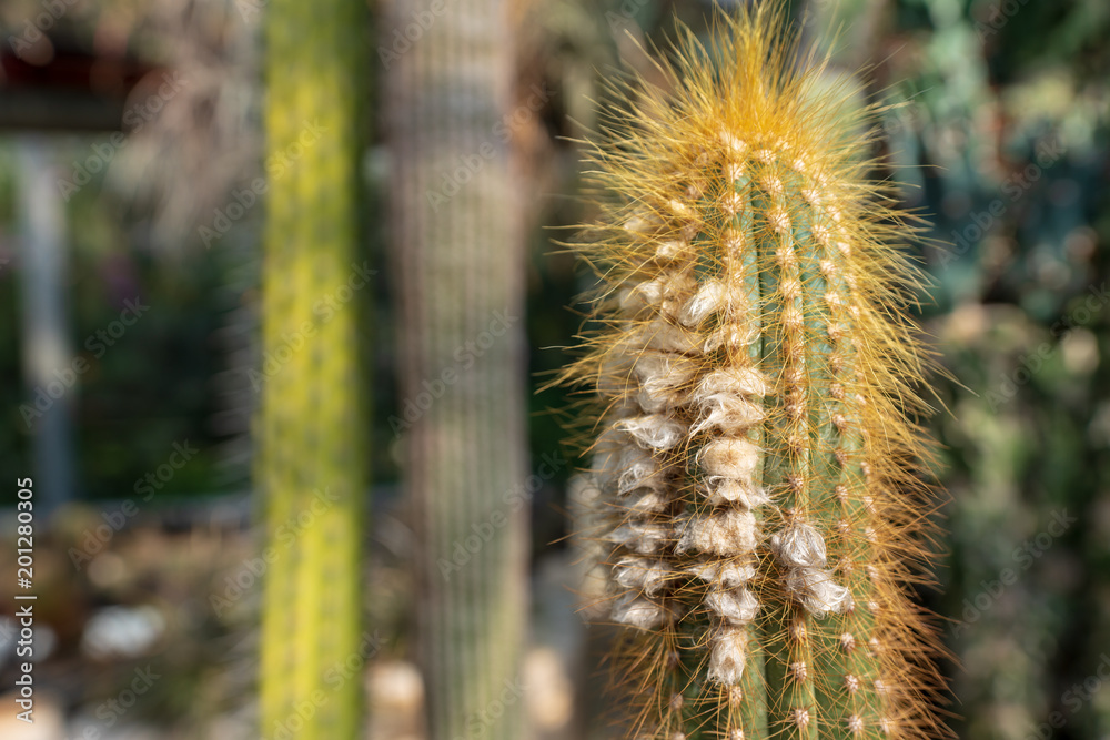Fototapeta premium Kaktus