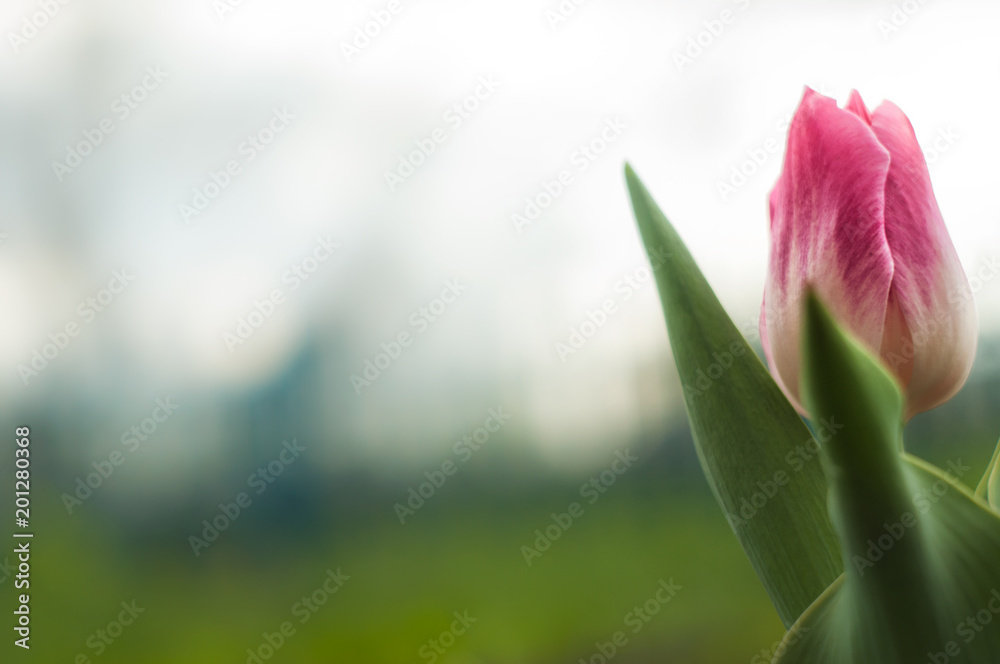 Naklejka premium Tulip Flower macro photography