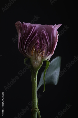 Rose in a cut. Black background