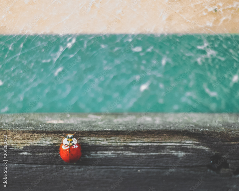 Red ladybug resting on wood, teal, and cream background Red ladybug resting on wood, teal, and cream background