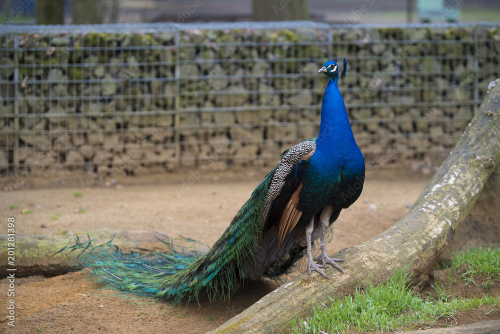 Obraz premium peacock in a park