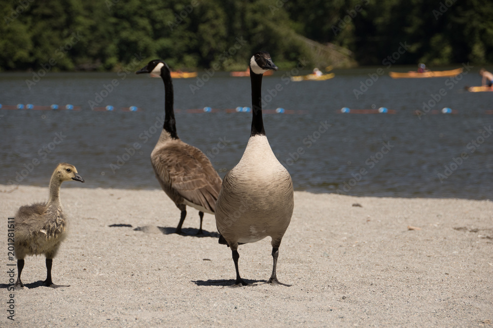 Fototapeta premium Geese on Beach