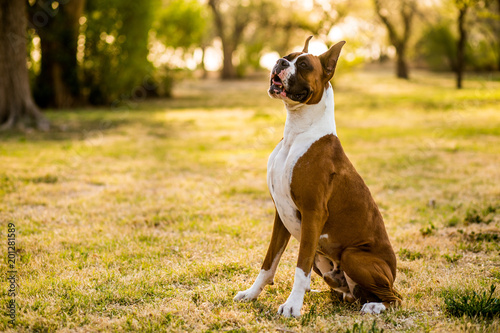 Boxer Dogs Playing at the Park