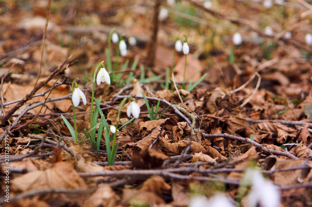 Snowdrops in dry grass. Flowering snowdrops in spring. White small spring flowers. Snowdrops in dry grass. Flowering snowdrops in spring. White small spring flowers.