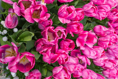 Top view of Tulips. Bunch of Pink with white in the center Tulip. Blooming mixture of white and purple tulips.