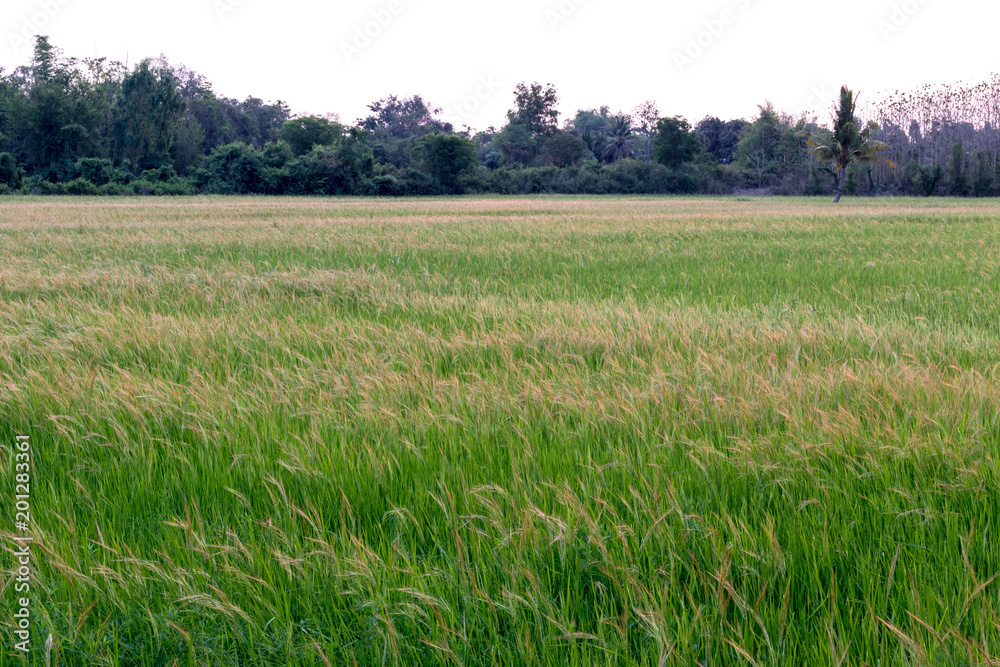 Fototapeta premium Beautiful weed grass landscape early in the morning.
