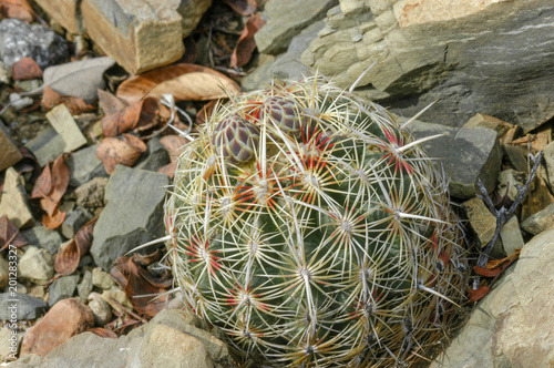 Thelocactus photo