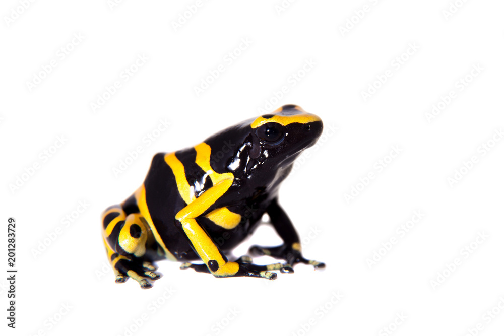 Obraz premium The bumblebee poison dart frog on white