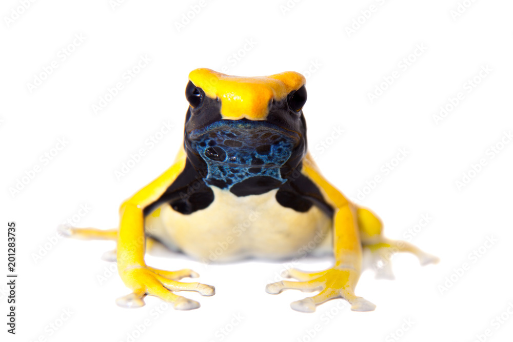 Fototapeta premium Regina Dyeing Poison dart frogling, Dendrobates tinctorius, on white