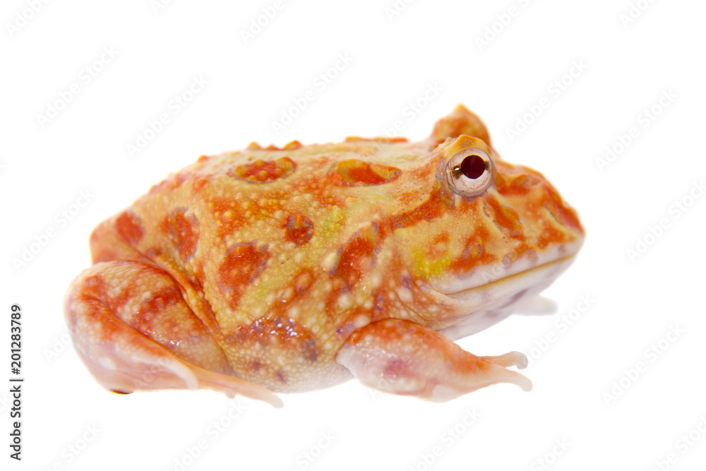 Fototapeta premium Cranwell's horned frog isolated on white