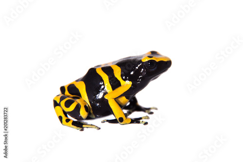 The bumblebee poison dart frog on white