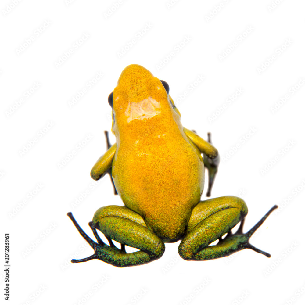 Obraz premium Black-legged poison frog on white