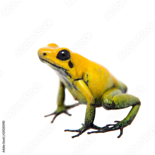 Black-legged poison frog on white