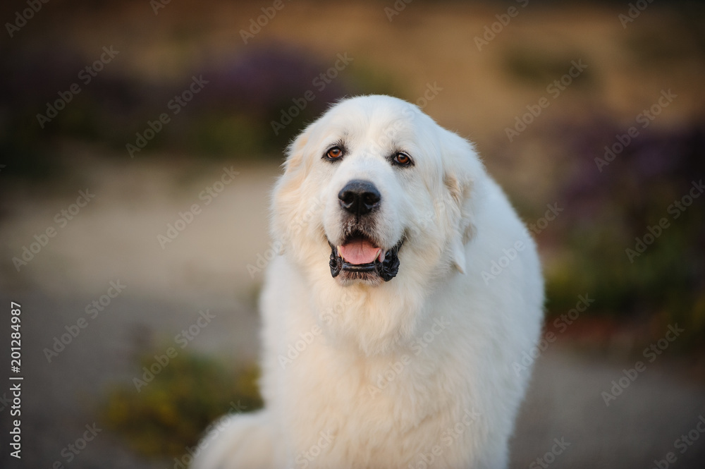 Great Pyrenees dog outdoor portrait in nature