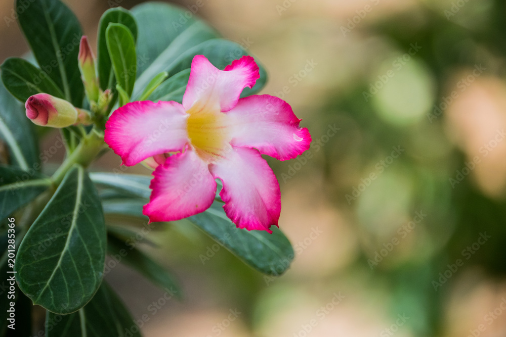 Desert rose plant - Adenium obesum Desert rose plant - Adenium obesum