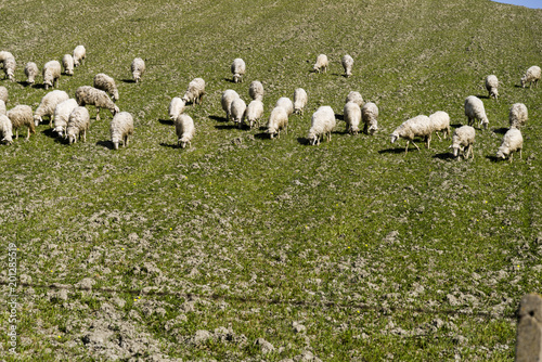 sheep grazing on a hillside meadow in Calabria