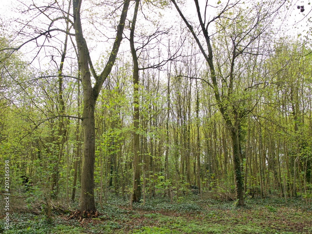 Fototapeta premium Bois de Boulogne/Paris,France