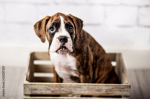 Adorable Boxer Puppy