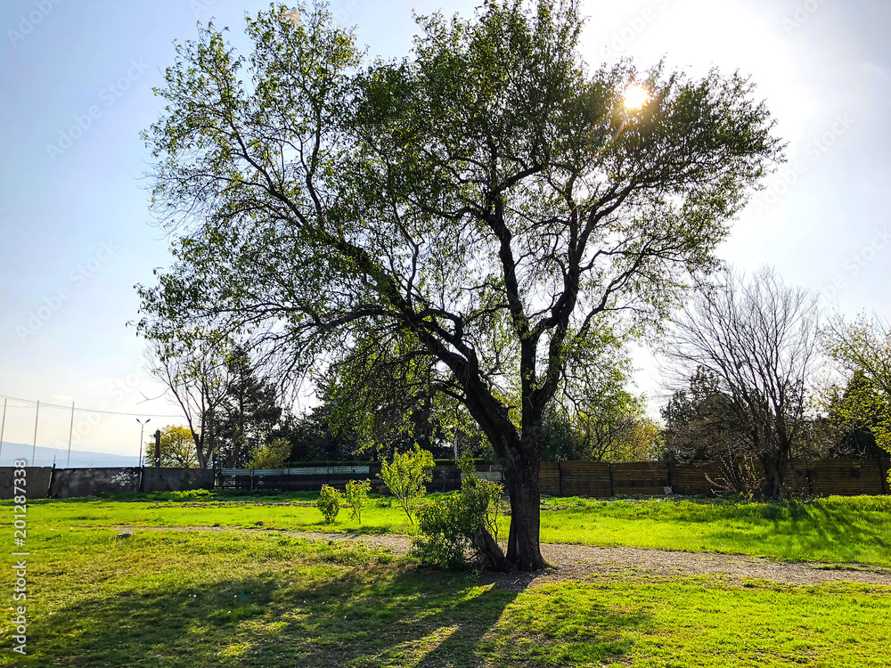 Obraz premium Spring weather, sunny sky, blossom trees in the village.