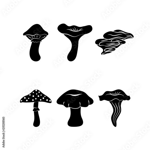Different types of mushrooms