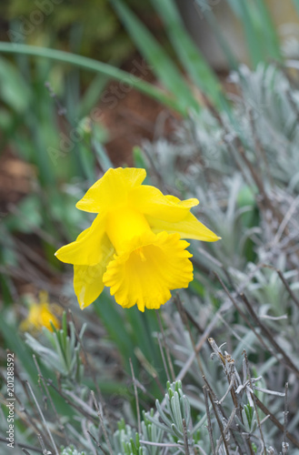 Fototapeta Naklejka Na Ścianę i Meble -  Out of focus a narcissus