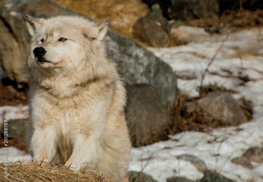 Fototapeta premium The International Wolf Center in Ely, Minnesota houses several Great Wolves