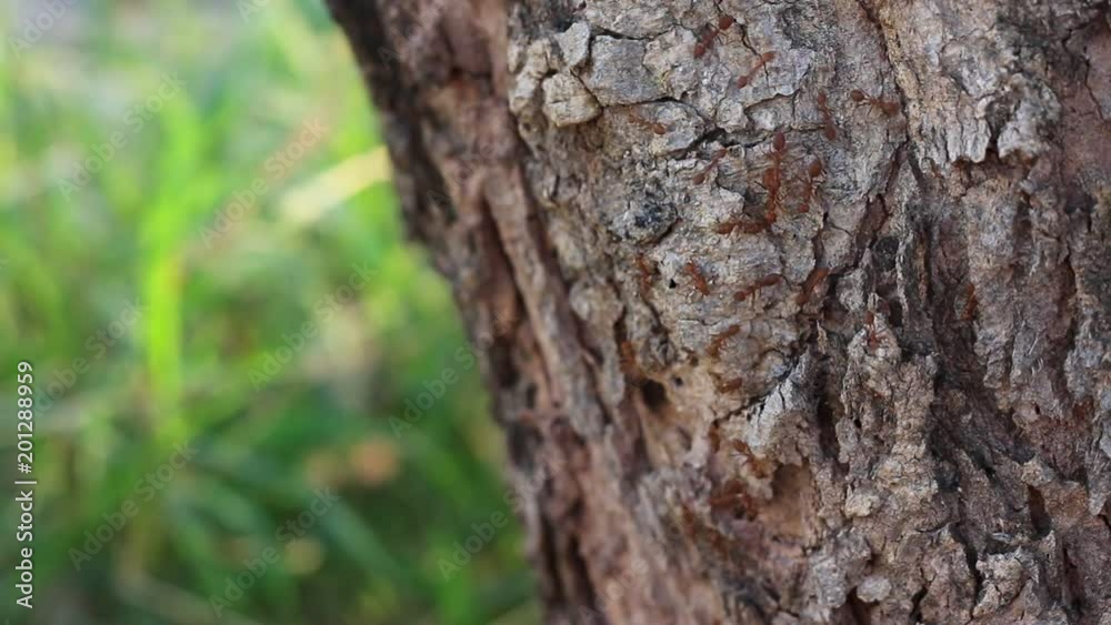 red ant walking on dry tree bark red ant walking on dry tree bark