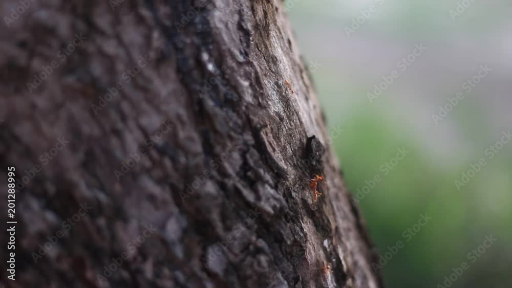 red ant walking on dry tree bark red ant walking on dry tree bark