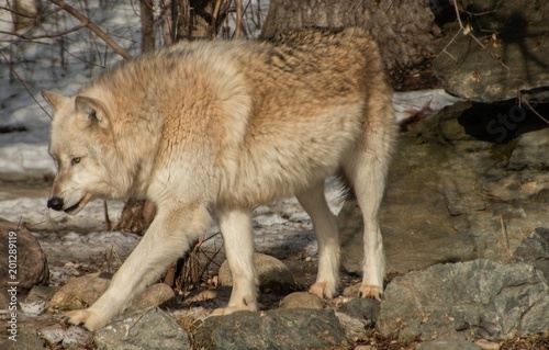 The International Wolf Center in Ely  Minnesota houses several Great Wolves