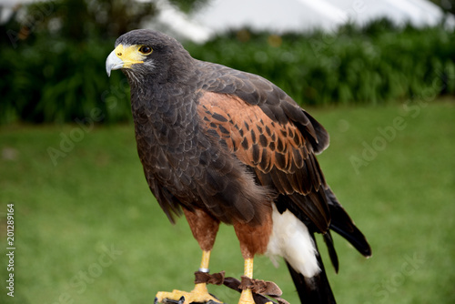 Harris Hawk in the grounds of a luxury Hotel in Funchal Madeira Portugal.She is trained to scare off feral pigeons and seagulls. Her handler carries her on a leather glove and she is quite tame 
