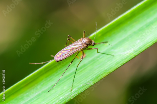 Yellow Fever, Malaria or Zika Virus Infected Mosquito Insect Macro on Green Background