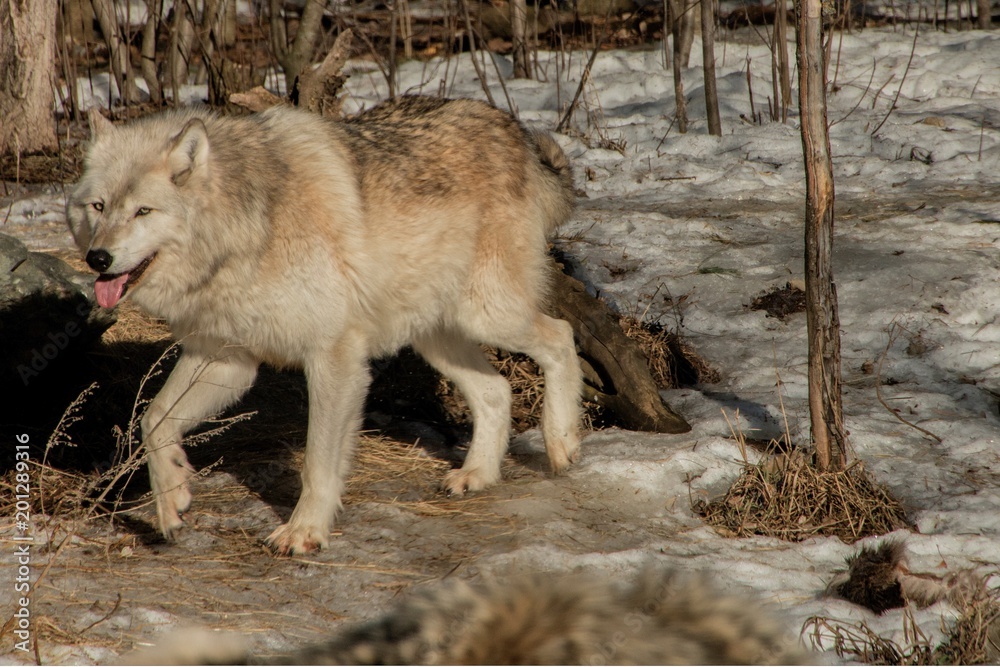 The International Wolf Center in Ely, Minnesota houses several Great Wolves The International Wolf Center in Ely, Minnesota houses several Great Wolves