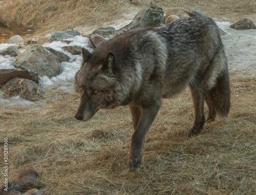 The International Wolf Center in Ely, Minnesota houses several Great Wolves photo