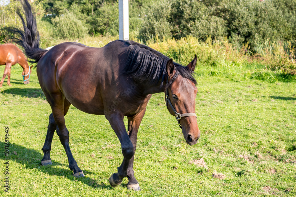 Rural landscape. Pasture in the Russian countryside. Horse
Rural landscape. Pasture in the Russian countryside. Horse