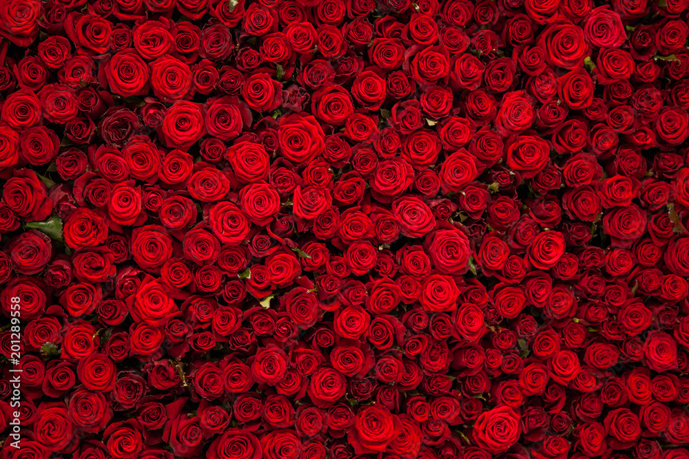 Red roses texture and background - obrazy, fototapety, plakaty 