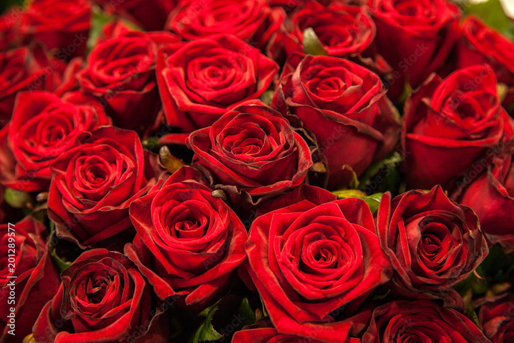 Red roses texture and background Red roses texture and background