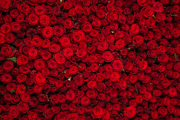 Red roses texture and background