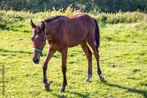 Rural landscape. Pasture in the Russian countryside. Foal
