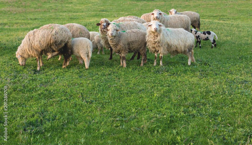 Sheep and goats graze on green grass in spring Sheep and goats graze on green grass in spring