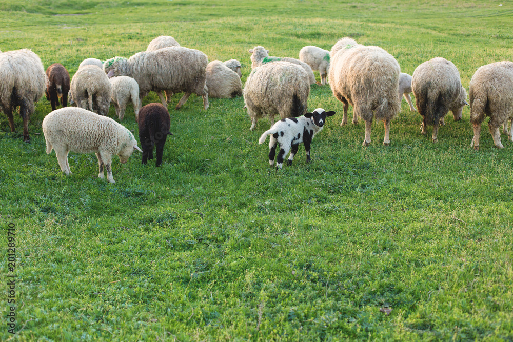 Sheep and goats graze on green grass in spring Sheep and goats graze on green grass in spring