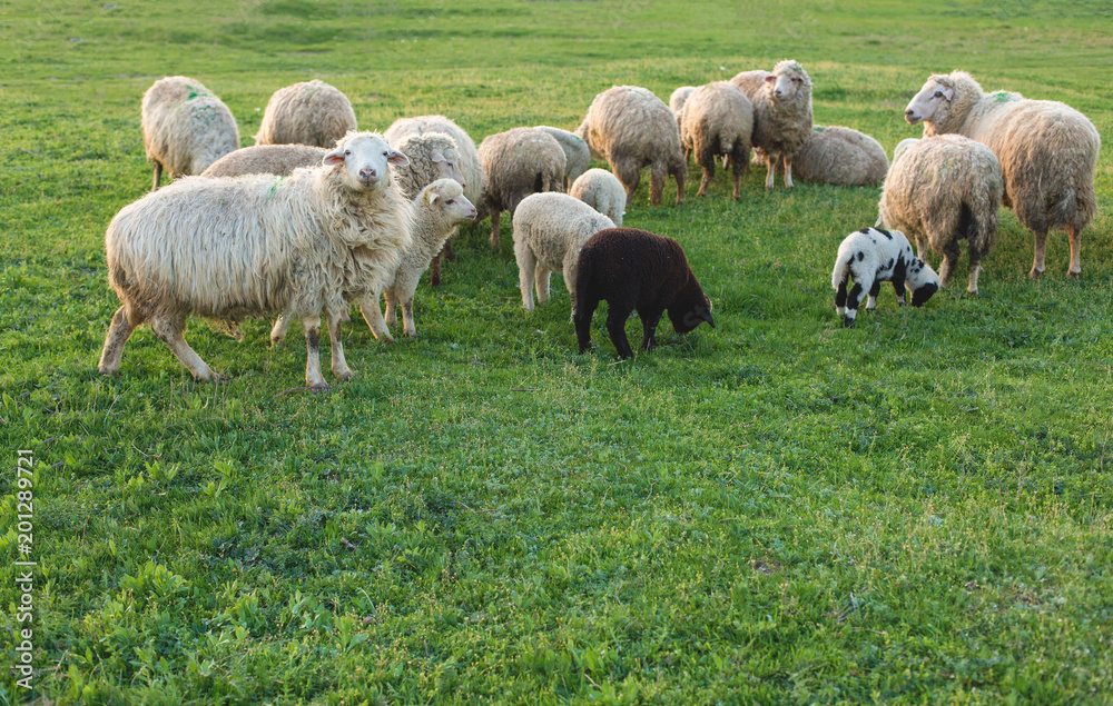 Sheep and goats graze on green grass in spring