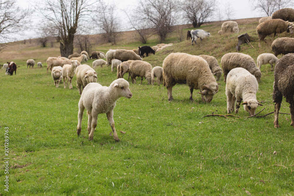 Sheep and goats graze on green grass in spring